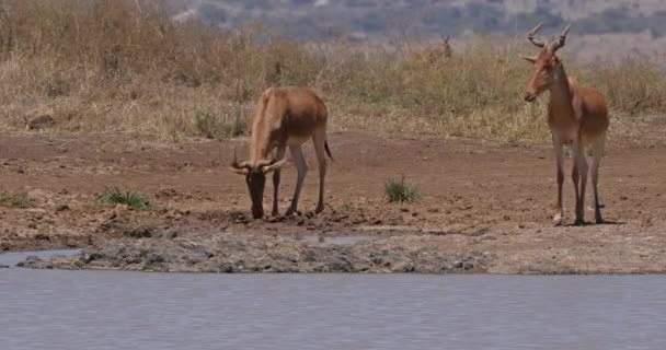 Hartebeest Alcelaphus Buselaphus Stádo Stojící Vodní Díry Park Nairobi Keni — Stock video