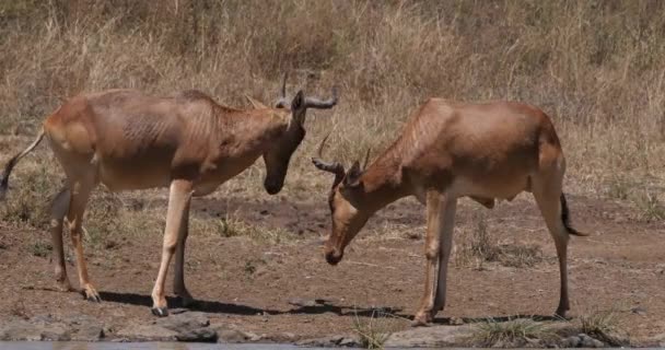 Hartebeest Alcelaphus Buselaphus Herd Standing Savanna Adults Nairobi Park Kenya — ストック動画