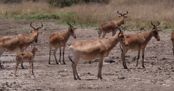 Hartebeest Alcelaphus Buselaphus Herd Standing Savanna Adultos Cub Nairobi Park — Vídeo de Stock