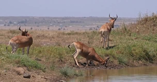 Hartebeest Alcelaphus Buselaphus Herd Staande Bij Waterhole Nairobi Park Kenia — Stockvideo