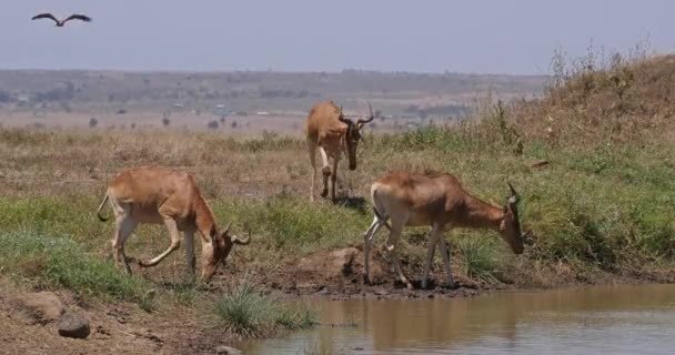 Hartebeest Alcelaphus Buselaphus Herd Piedi Waterhole Nairobi Park Kenya Real — Video Stock