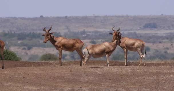 Hartebeest Alcelaphus Buselaphus Herd Standing Savanna Nirobi Park Kenya Real — ストック動画