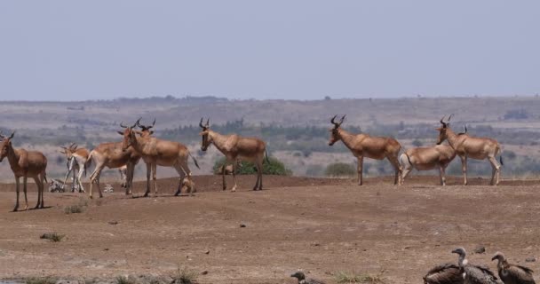 Hartebeest Alcelaphus Buselaphus Herd Piedi Savanna Nairobi Park Kenya Real — Video Stock