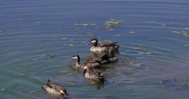 レッド テール アナス エリスロルヒンチャ ケニアのナイロビ公園水に立つグループ リアルタイム4K — ストック動画