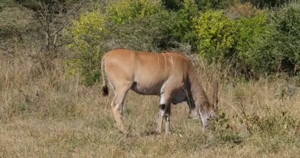 Cabo Eland Taurotragus Oryx Adulto Sabana Parque Nairobi Kenia Tiempo — Vídeo de stock