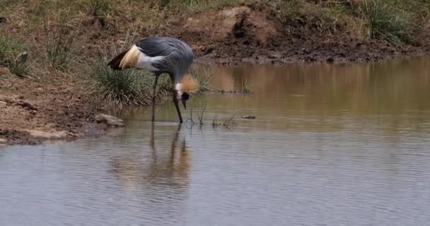 灰色の冠クレーン Balearica規制 ウォーターホールに立つ大人 昆虫を食べる ケニアのナイロビ公園 リアルタイム4K — ストック動画