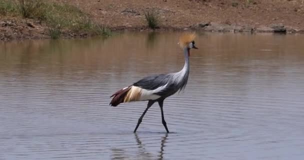 Grey Crowned Crane Balearica Regulorum Adult Standing Waterhole Πάρκο Ναϊρόμπι — Αρχείο Βίντεο