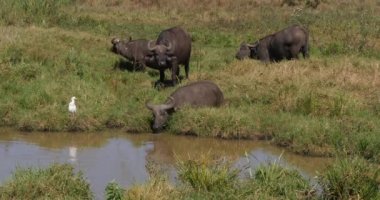 Afrika Bizonu, syncerus caffer, yetişkinler Waterhole 'a giriyor, Egret sığırı, Bubulcus ibis, Kenya Nairobi Parkı, Real Time 4k