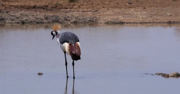 Graugekrönter Kranich Balearica Regulorum Erwachsener Steht Wasserloch Pflege Nairobi Park — Stockvideo