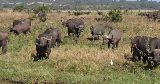 African Buffalo Syncerus Caffer Herd Standing Savannah Nairobi Park Kenya — Stock Video