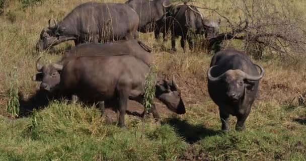 African Buffalo Syncerus Caffer Herd Standing Savannah Nairobi Park Kenya — 비디오
