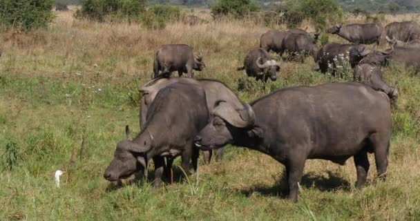 African Buffalo Syncerus Caffer Herd Standing Savannah Nairobi Park Kenya — 비디오