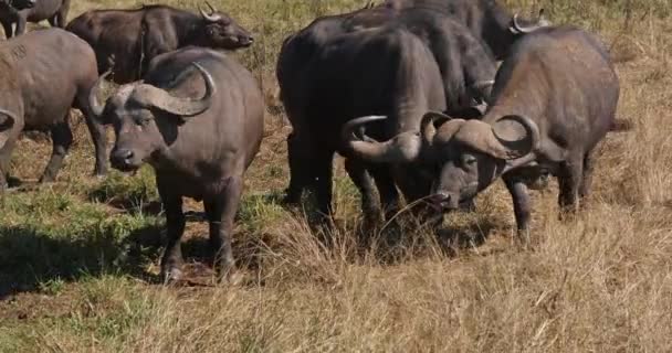 African Buffalo Syncerus Caffer Herd Standing Savannah Nairobi Park Kenya — стокове відео