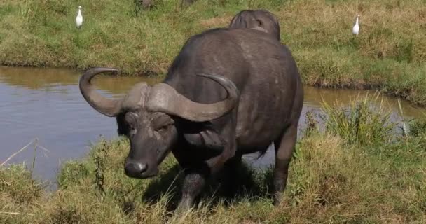 African Buffalo Syncerus Caffer Ομάδα Στο Waterhole Πάρκο Ναϊρόμπι Στην — Αρχείο Βίντεο