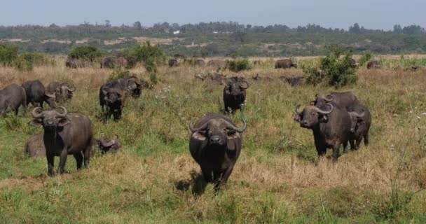 African Buffalo Syncerus Caffer Herd Savannah Nairobi Park Kenya Real — 图库视频影像