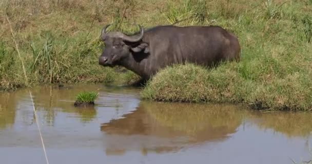 African Buffalo Syncerus Caffer Dorosły Waterhole Nairobi Park Kenii Real — Wideo stockowe