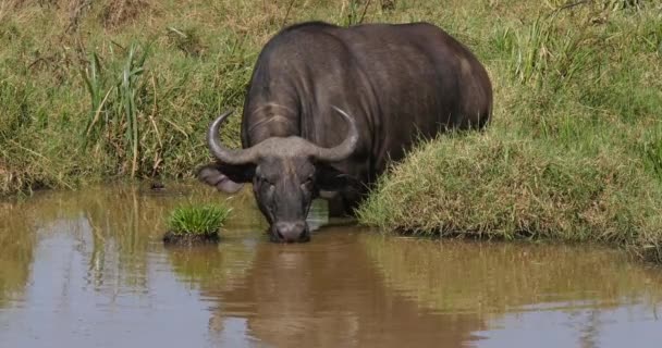 Buffalo Africano Syncerus Caffer Adulto Waterhole Água Potável Parque Nairobi — Vídeo de Stock