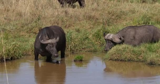 African Buffalo Syncerus Caffer Adults Waterhole Nirobi Park Kenya Real — ストック動画
