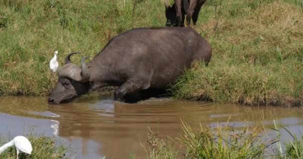 Африканский Буйвол Syncerus Caffer Взрослые Пьют Waterhole Cattle Egret Bubulcus — стоковое видео