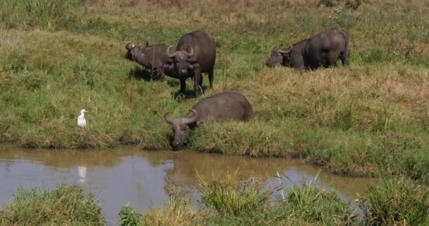 Afrikansk Buffel Syncerus Caffer Vuxen Vattenhål Nötkreatur Egret Bubulcus Ibis — Stockvideo