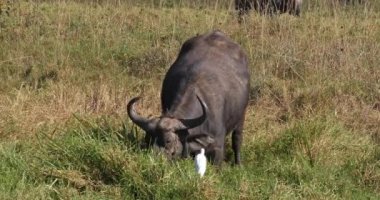Afrika Bizonu, syncerus caffer, Büyükbaş Egret ile Yetişkin, Bubulcus ibis, Kenya Nairobi Parkı, Real Time 4k