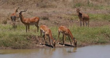 Impala, aepyceros melampus, Waherhole, Hartebeest, alcelaphus buselaphus, Kenya 'daki Nairobi Park, Real Time 4k