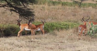 Impala, Aepyceros Melampus, Savannah 'da yürüyen bir grup erkek, Kenya Nairobi Parkı, Real Time 4k