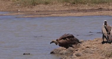 Afrikalı beyaz sırtlı akbaba, kıvırcık Afrika, Suda Duran Grup, Bath, Marabou Stork, Leptoptilos crumeniferus, Kenya Nairobi Parkı, Real Time 4k