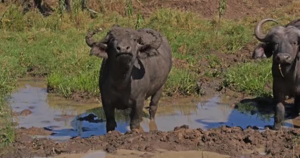 Africano Buffalo Syncerus Caffer Tendo Banho Lama Nairobi Park Quênia — Vídeo de Stock