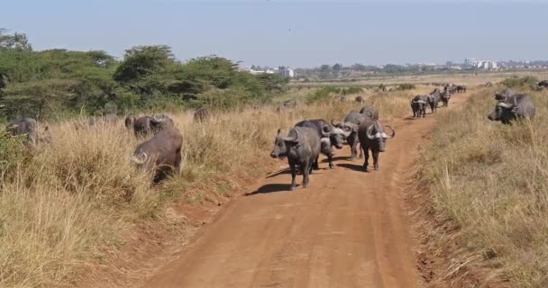 Buffalo Africano Cafeteira Syncerus Rebanho Savannah Nairobi Park Quênia Tempo — Vídeo de Stock