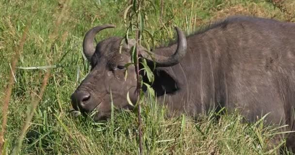 アフリカのバッファロー シナセラスのキャファー 大人の草を食べる ケニアのナイロビ公園 リアルタイム4K — ストック動画