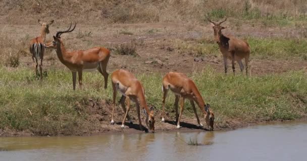 Impala Aepyceros Melampus Grupp Stående Vid Waherhole Hartebeest Alcelaphus Buselaphus — Stockvideo