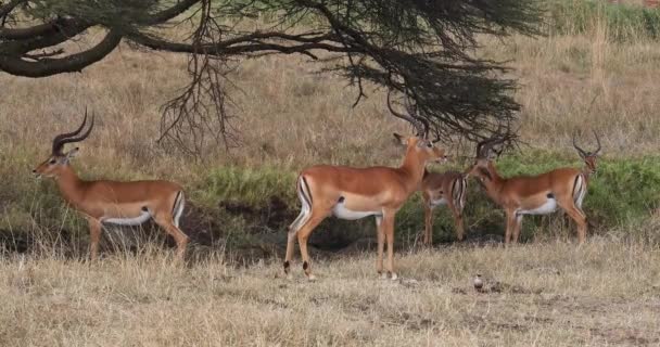 Impala, aepyceros melampus, Groupe de mâles à Savannah, Nairobi Park au Kenya, en temps réel 4K 