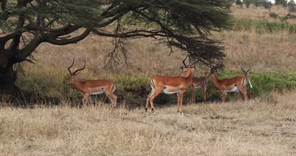 Impala, aepyceros melampus, Groupe de mâles marchant à Savannah, Nairobi Park au Kenya, en temps réel 4K 