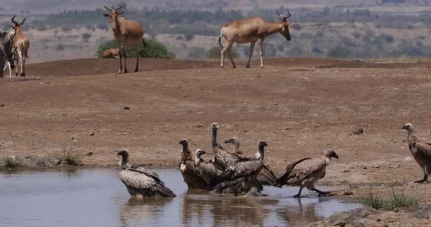 Hartebeest Alcelaphus Buselaphus Herd Stojící Vodní Díry Africký Sup Bělohřbetý — Stock video