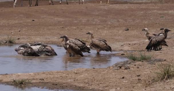 Avvoltoio Africano Dalla Schiena Bianca Gyps Africanus Gruppo Piedi Acqua — Video Stock