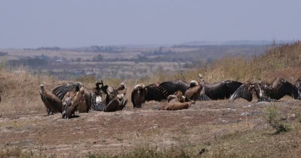 African White Backed Vulture Gyps Africanus Group Having Sun Bath — Stock Video