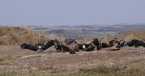 Afrikansk Vitryggig Gam Zigenare Africanus Grupp Som Har Sun Bath — Stockvideo