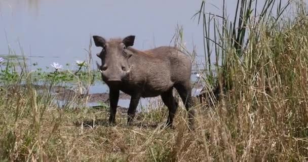 Warthog Phacochoerus Aethiopicus Adult Water Hole Nairobi Park Kenya Real — Stock Video