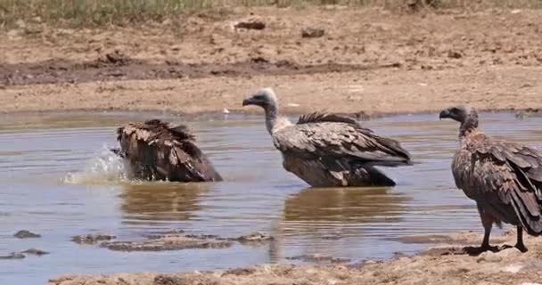 Африканський Білоспинний Гриф Гіпс Африканус Група Стоїть Воді Батом Найробі — стокове відео