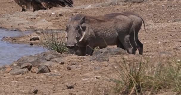 Warthogs Phacochoerus Aethiopicus Adult Drinking Water Water Hole Nairobi Park — Stockvideo