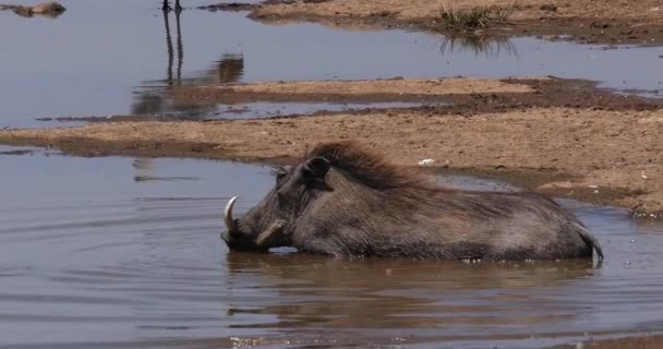 Warthog Phacochoerus Aethiopicus Adult Having Bath Nairobi Park Kenya Real — Stock video