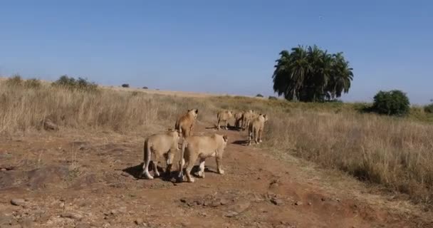 African Lion Panthera Leo Group Savannah Nairobi Park Kenya Real — Stok Video