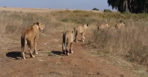 African Lion Panthera Leo Grupp Savannah Nairobi Park Kenya Real — Stockvideo