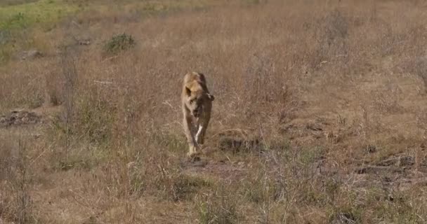 African Lion Panthera Leo Walking Savannah Nairobi Park Kenya Real — стоковое видео
