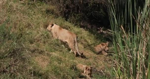 African Lion Panthera Leo Group Savannah Nairobi Park Kenya Real — стоковое видео