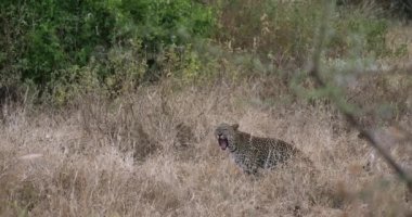 Leopar, panthera pardus, High Grass 'ta duran yetişkin, Kenya' daki Tsavo Park, Esneme, Real Time 4k