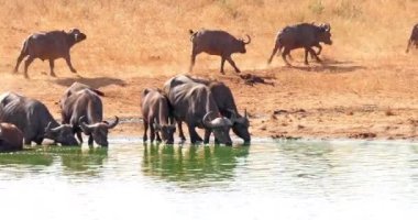 Afrika Bizonu, syncerus caffer, Water Hole 'da içen sürü, Kenya' da Tsavo Park, Real Time 4k