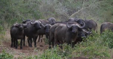 African Buffalo, syncerus caffer, Herd standing in Savannah, Tsavo Park in Kenya, Real Time 4K