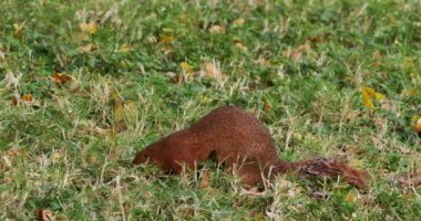 Çizgisiz Yer Sincabı, Xerus Rutilus, Yetişkin Yeme, Kenya 'da Tsavo Parc, Real Time 4k